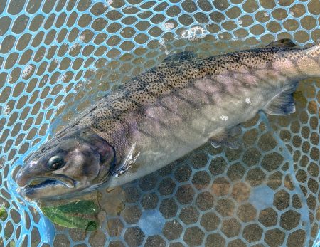 竿が折れ、イトウが釣れた ～フィシングパーク高島の泉～